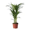 Plant in a Box Areca goudpalm - Dypsis lutescens - Hoogte 60-70cm - ⌀17cm Hot