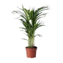 Plant in a Box Areca goudpalm - Dypsis lutescens - Hoogte 60-70cm - ⌀17cm Hot