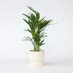 Plant in a Box Areca goudpalm - Dypsis lutescens - Hoogte 60-70cm - ⌀17cm Hot