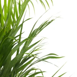 Plant in a Box Areca goudpalm - Dypsis lutescens - Hoogte 60-70cm - ⌀17cm Hot