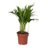 Plant in a Box Areca goudpalm - Dypsis lutescens - Hoogte 30-45cm - ⌀12cm Best