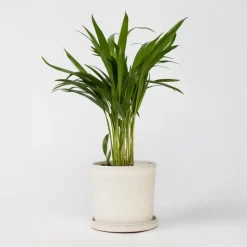 Plant in a Box Areca goudpalm - Dypsis lutescens - Hoogte 30-45cm - ⌀12cm Best