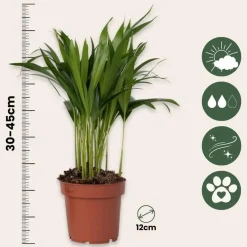Plant in a Box Areca goudpalm - Dypsis lutescens - Hoogte 30-45cm - ⌀12cm Best
