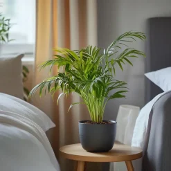 Plant in a Box Areca goudpalm - Dypsis lutescens - Hoogte 30-45cm - ⌀12cm Best