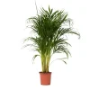 Plant in a Box Areca goudpalm - Dypsis lutescens - Hoogte 100-120cm - ⌀21cm Online