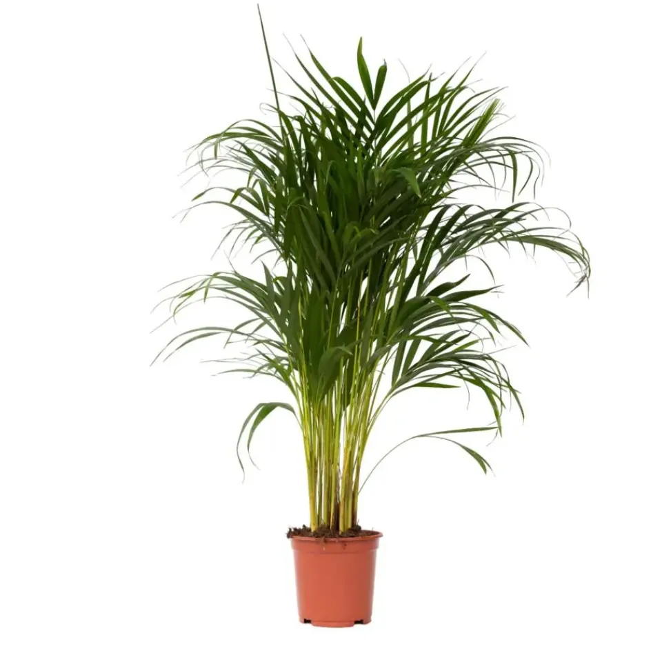 Plant in a Box Areca goudpalm - Dypsis lutescens - Hoogte 100-120cm - ⌀21cm Online