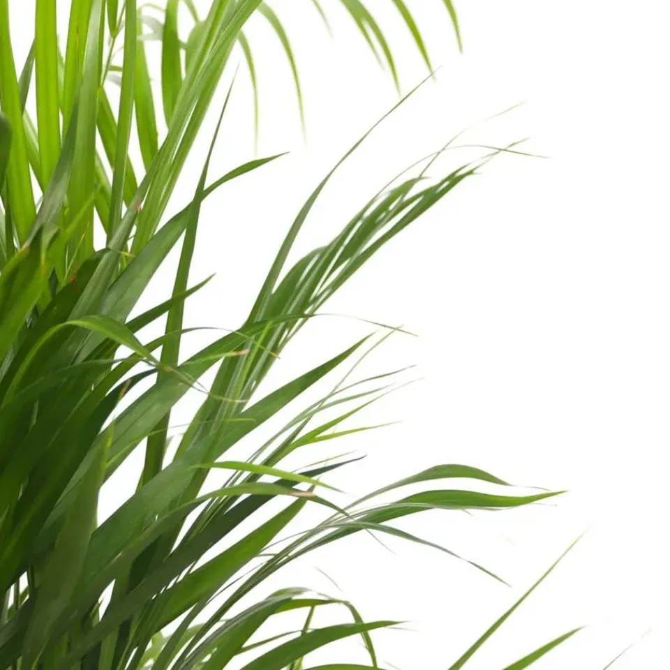 Plant in a Box Areca goudpalm - Dypsis lutescens - Hoogte 100-120cm - ⌀21cm Online
