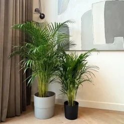 Plant in a Box Areca goudpalm - Dypsis lutescens - Hoogte 100-120cm - ⌀21cm Online