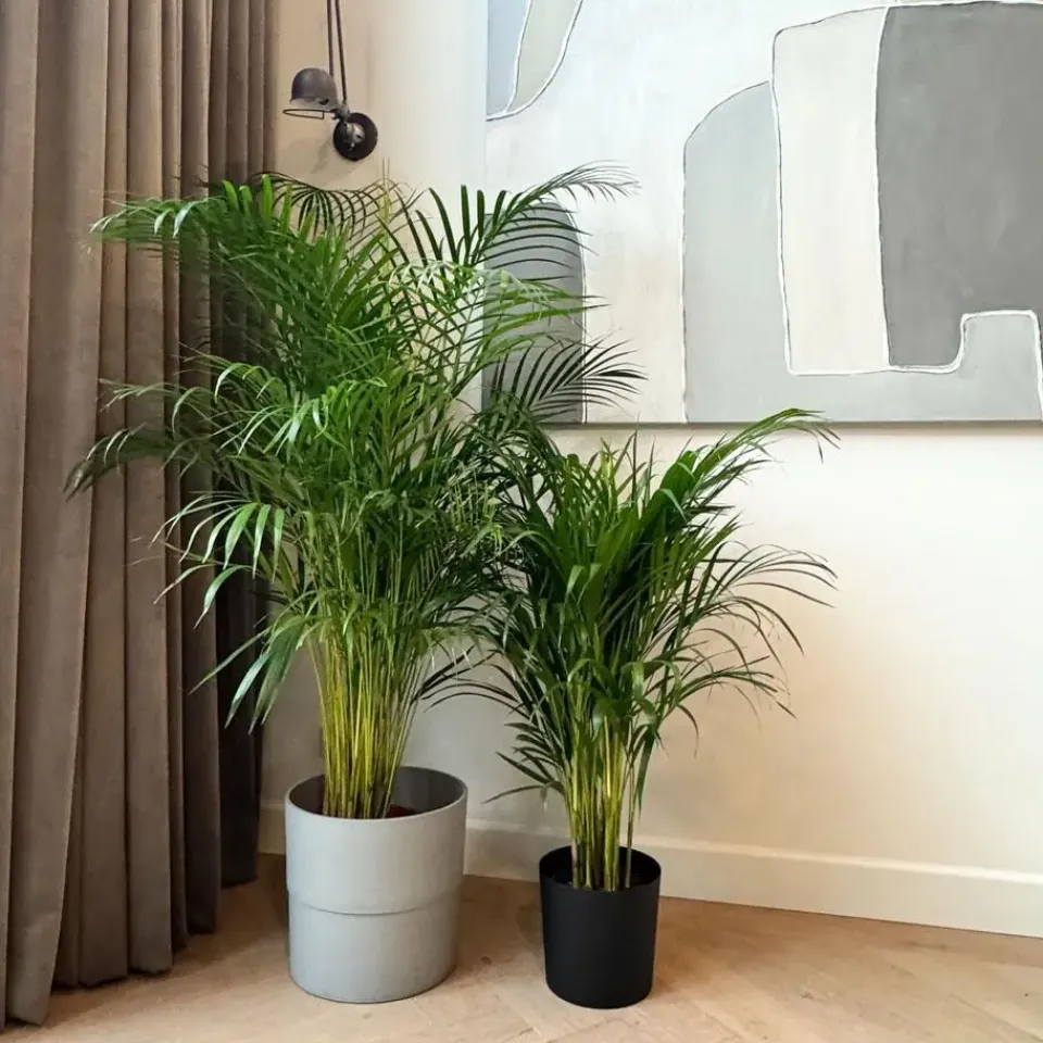 Plant in a Box Areca goudpalm - Dypsis lutescens - Hoogte 100-120cm - ⌀21cm Online