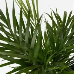 Plant in a Box Areca goudpalm - Dypsis lutescens - Hoogte 100-120cm - ⌀21cm Online