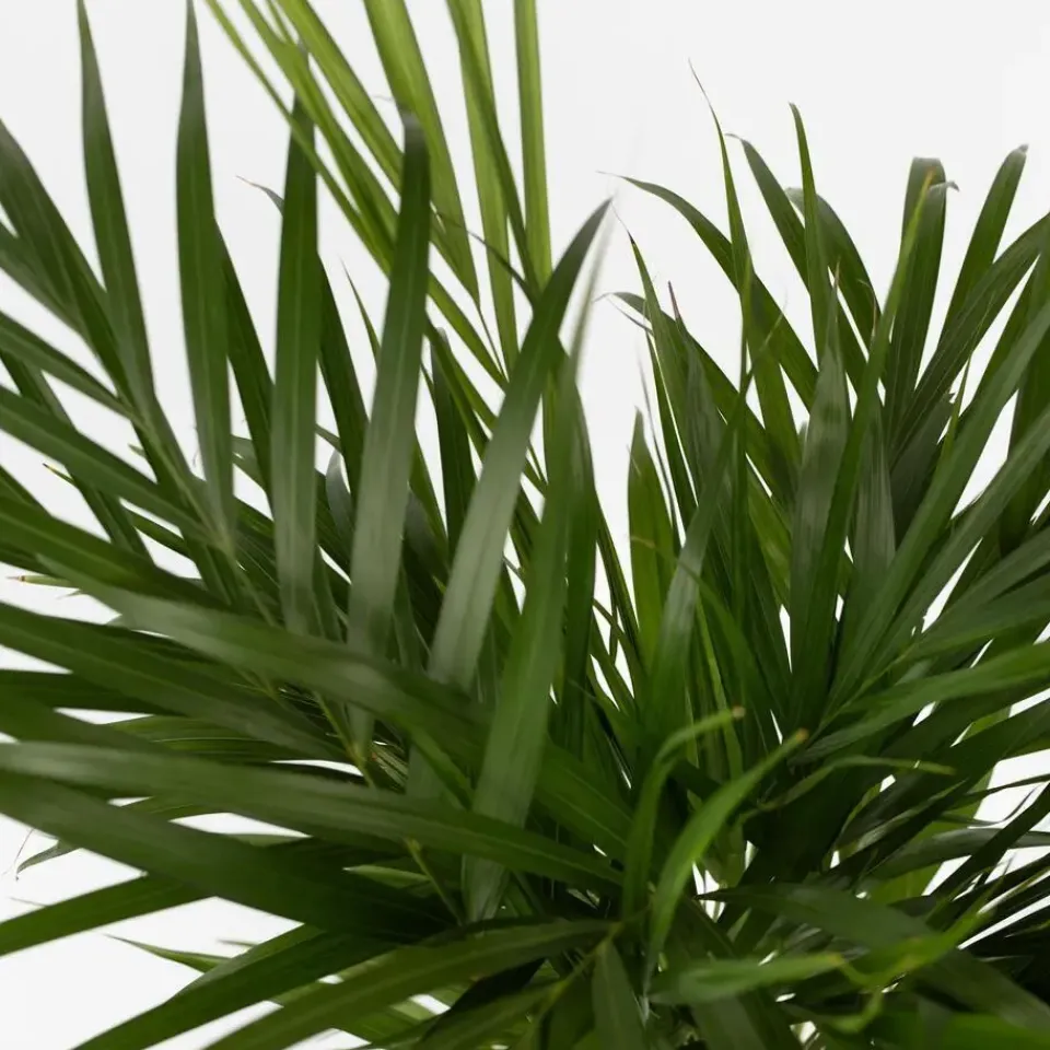 Plant in a Box Areca goudpalm - Dypsis lutescens - Hoogte 100-120cm - ⌀21cm Online