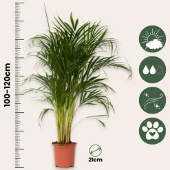 Plant in a Box Areca goudpalm - Dypsis lutescens - Hoogte 100-120cm - ⌀21cm Online