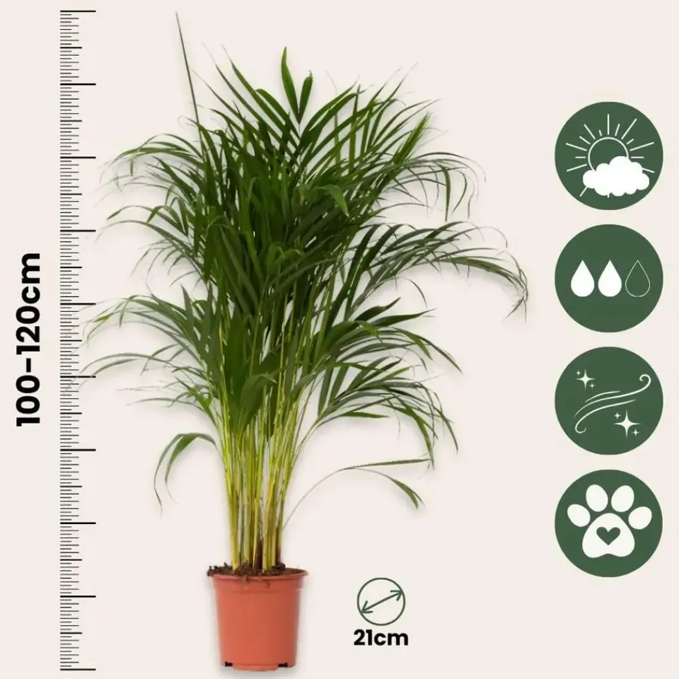Plant in a Box Areca goudpalm - Dypsis lutescens - Hoogte 100-120cm - ⌀21cm Online
