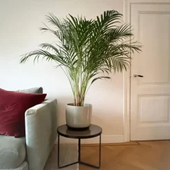 Plant in a Box Areca goudpalm - Dypsis lutescens - Hoogte 100-120cm - ⌀21cm Online
