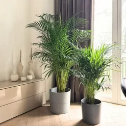 Plant in a Box Areca goudpalm - Dypsis lutescens - Hoogte 100-120cm - ⌀21cm Online