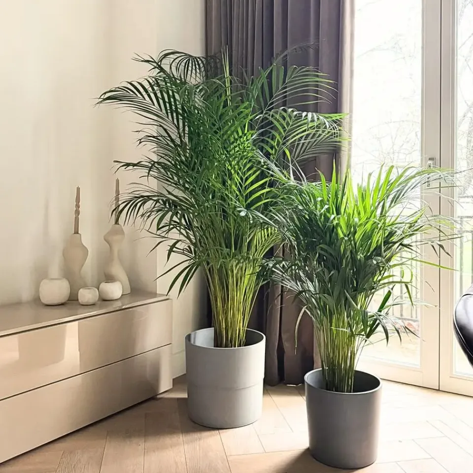 Plant in a Box Areca goudpalm - Dypsis lutescens - Hoogte 100-120cm - ⌀21cm Online