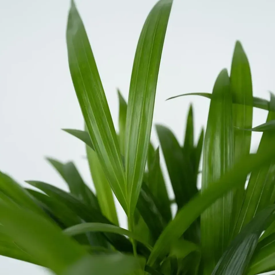 Plant in a Box Areca goudpalm - Dypsis lutescens - Hoogte 100-120cm - ⌀21cm Online