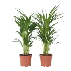 Plant in a Box Areca goudpalm - Set van 2 - Dypsis lutescens - Hoogte 60-70cm - ⌀17cm Sale