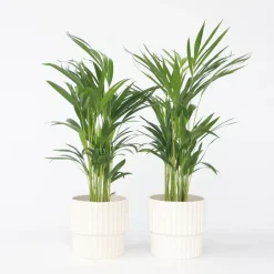Plant in a Box Areca goudpalm - Set van 2 - Dypsis lutescens - Hoogte 60-70cm - ⌀17cm Sale