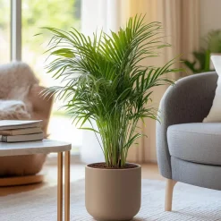 Plant in a Box Areca goudpalm - Set van 2 - Dypsis lutescens - Hoogte 60-70cm - ⌀17cm Sale