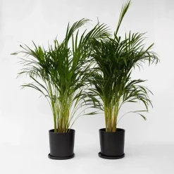 Plant in a Box Areca goudpalm - Set van 2 - Dypsis lutescens - Hoogte 100-120cm - ⌀21cm Clearance