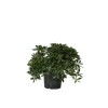 Plant in a Box Australische laurier - Pittosporum tobira nanum - Hoogte 30-40cm - ⌀19cm Discount
