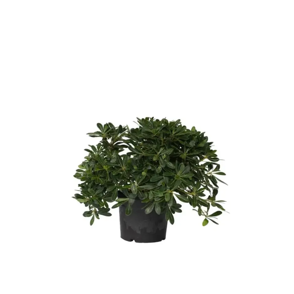 Plant in a Box Australische laurier - Pittosporum tobira nanum - Hoogte 30-40cm - ⌀19cm Discount