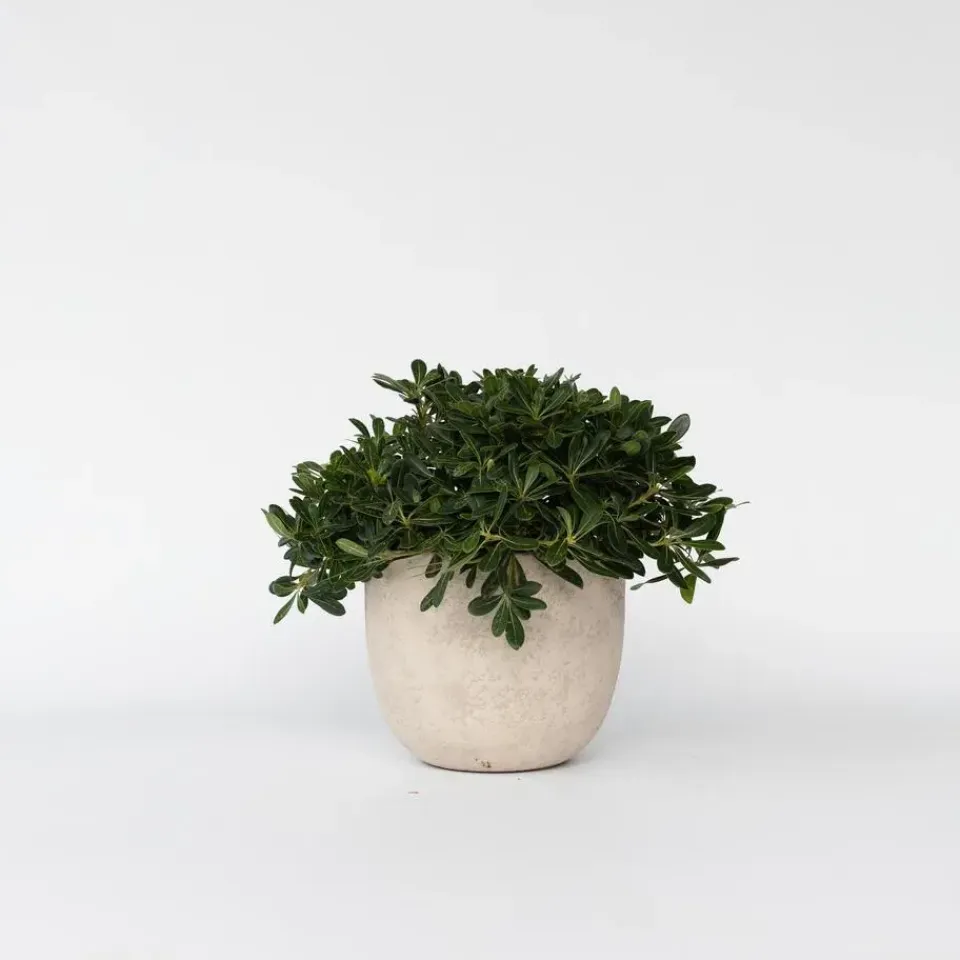 Plant in a Box Australische laurier - Pittosporum tobira nanum - Hoogte 30-40cm - ⌀19cm Discount