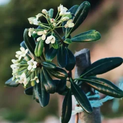 Plant in a Box Australische laurier - Pittosporum tobira nanum - Hoogte 30-40cm - ⌀19cm Discount
