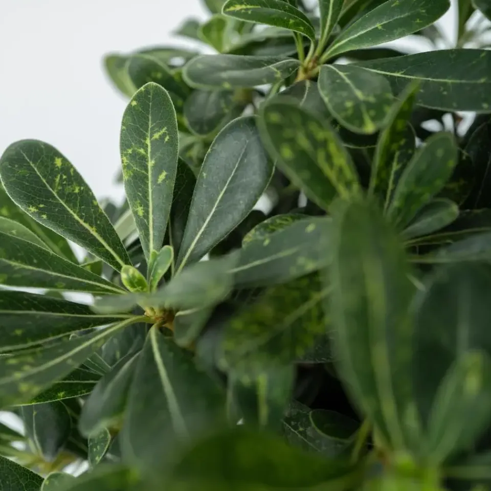 Plant in a Box Australische laurier - Pittosporum tobira nanum - Hoogte 30-40cm - ⌀19cm Discount