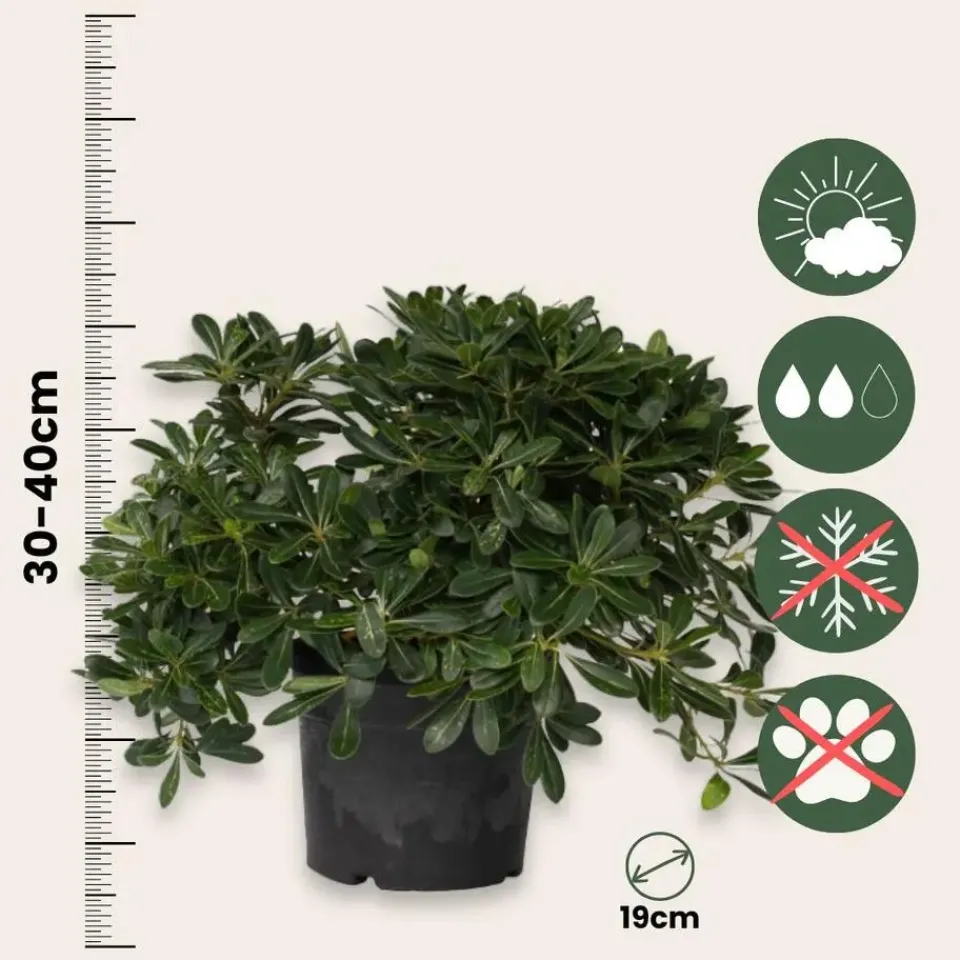 Plant in a Box Australische laurier - Pittosporum tobira nanum - Hoogte 30-40cm - ⌀19cm Discount