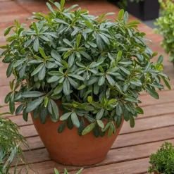 Plant in a Box Australische laurier - Pittosporum tobira nanum - Hoogte 30-40cm - ⌀19cm Discount