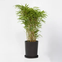 Plant in a Box Bamboe - Fargesia nitida 'Gansu' - Hoogte 50-70cm - ⌀17cm Discount