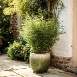 Plant in a Box Bamboe - Fargesia nitida 'Gansu' - Hoogte 50-70cm - ⌀17cm Discount