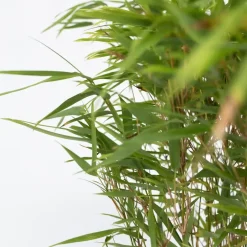 Plant in a Box Bamboe - Fargesia nitida 'Gansu' - Hoogte 50-70cm - ⌀17cm Discount