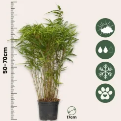 Plant in a Box Bamboe - Fargesia nitida 'Gansu' - Hoogte 50-70cm - ⌀17cm Discount