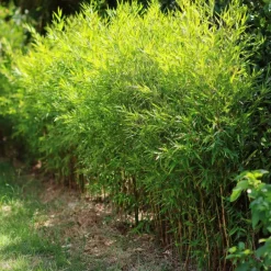 Plant in a Box Bamboe - Fargesia nitida 'Gansu' - Hoogte 50-70cm - ⌀17cm Discount