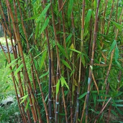 Plant in a Box Bamboe - Fargesia nitida 'Gansu' - Hoogte 50-70cm - ⌀17cm Discount