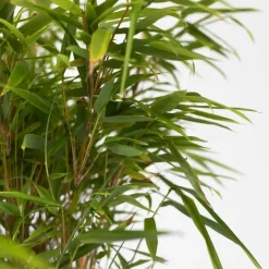 Plant in a Box Bamboe - Fargesia nitida 'Gansu' - Hoogte 50-70cm - ⌀17cm Discount