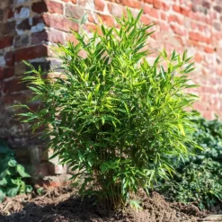Plant in a Box Bamboe - Fargesia nitida 'Gansu' - Hoogte 50-70cm - ⌀17cm Discount