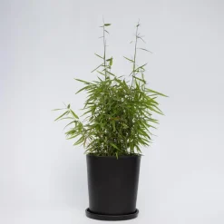 Plant in a Box Bamboe - Fargesia nitida 'Red Dragon' - Hoogte 50-70cm - ⌀17cm