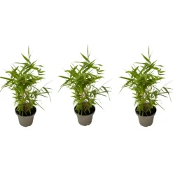 Plant in a Box Bamboe - Set van 3 - Fargesia nitida 'Black Dragon' - Hoogte 25-40cm - ⌀14cm New