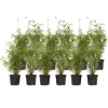 Plant in a Box Bamboe - Set van 12 - Fargesia nitida 'Red Dragon' - Hoogte 50-70cm - ⌀17cm Sale