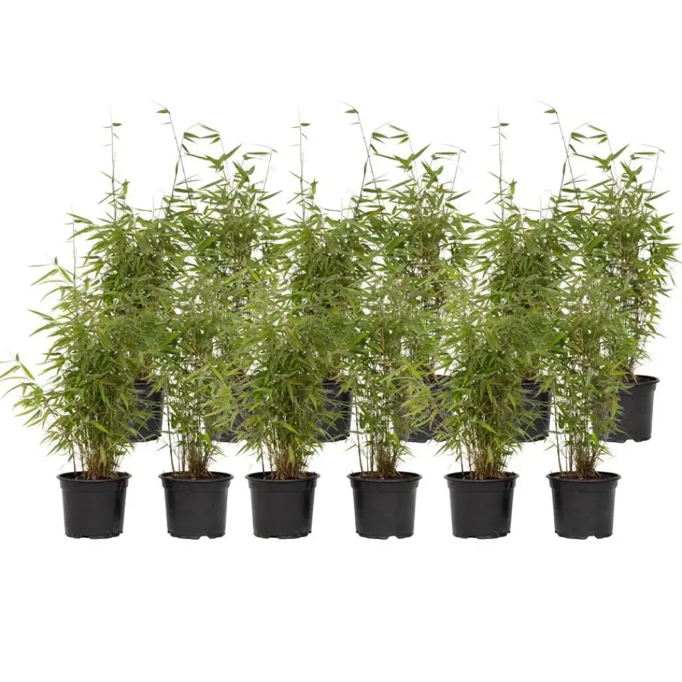 Plant in a Box Bamboe - Set van 12 - Fargesia nitida 'Red Dragon' - Hoogte 50-70cm - ⌀17cm Sale