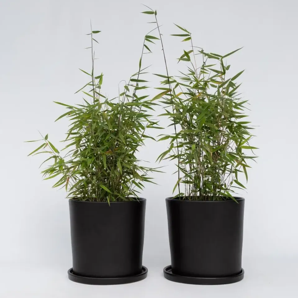 Plant in a Box Bamboe - Set van 12 - Fargesia nitida 'Red Dragon' - Hoogte 50-70cm - ⌀17cm Sale