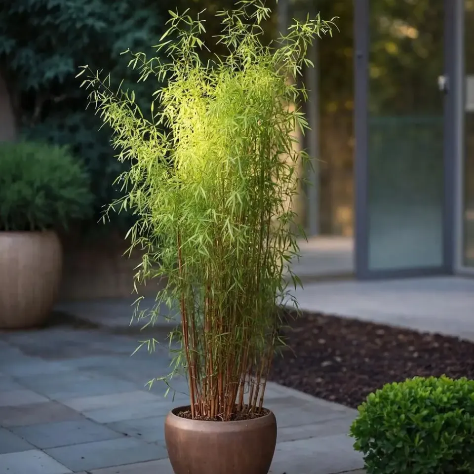 Plant in a Box Bamboe - Set van 12 - Fargesia nitida 'Red Dragon' - Hoogte 50-70cm - ⌀17cm Sale