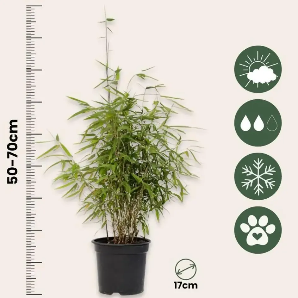 Plant in a Box Bamboe - Set van 12 - Fargesia nitida 'Red Dragon' - Hoogte 50-70cm - ⌀17cm Sale