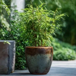 Plant in a Box Bamboe - Set van 12 - Fargesia nitida 'Red Dragon' - Hoogte 50-70cm - ⌀17cm Sale