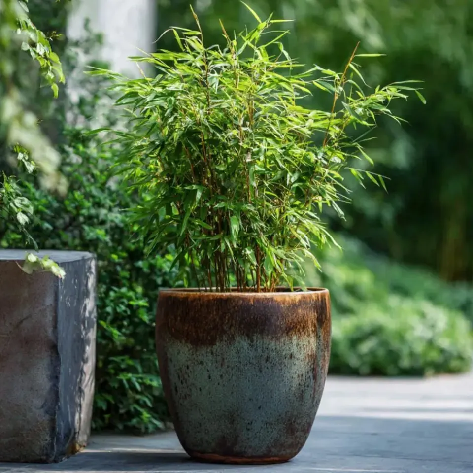 Plant in a Box Bamboe - Set van 12 - Fargesia nitida 'Red Dragon' - Hoogte 50-70cm - ⌀17cm Sale