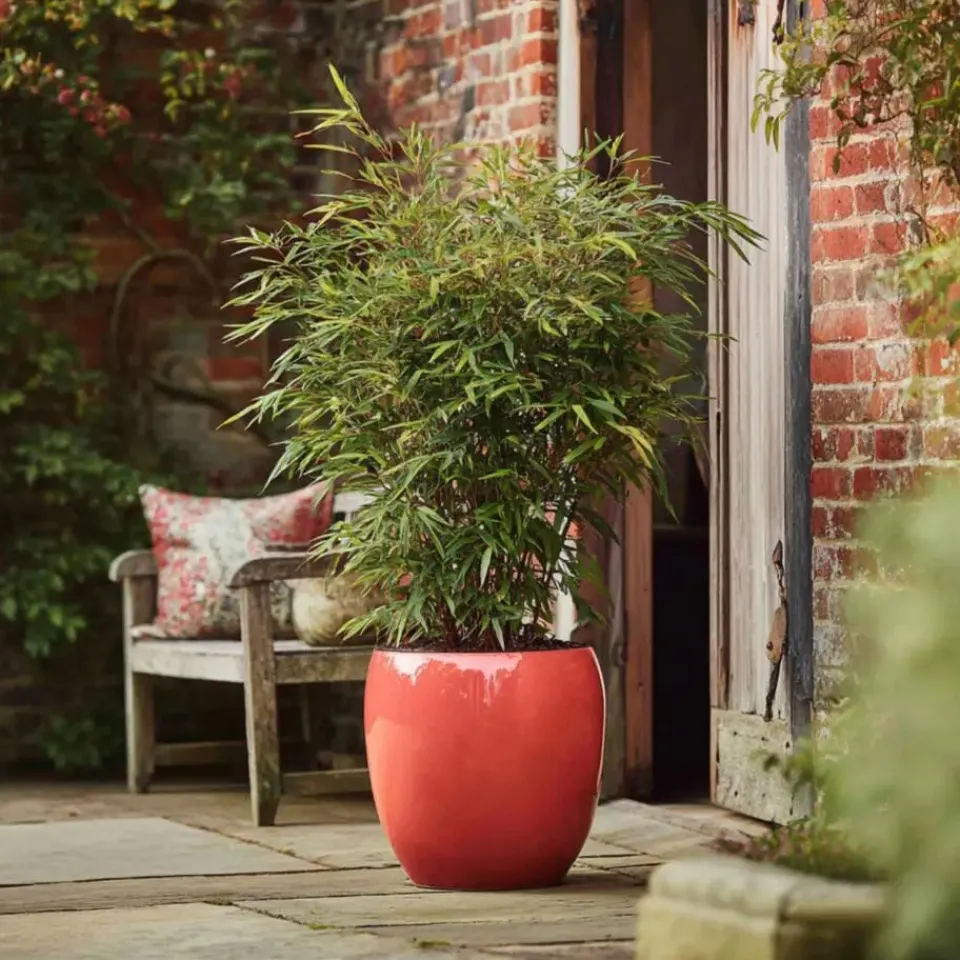 Plant in a Box Bamboe - Set van 12 - Fargesia nitida 'Red Dragon' - Hoogte 50-70cm - ⌀17cm Sale